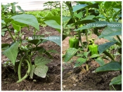 Oh How Our Garden Grows!